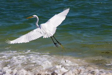 Great Egret (Ardea alba) taking off from shallow surf on Boca Ciega Bay, at St. Pete Beach, Florida