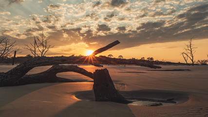 Obraz premium Sun flare through dead wood with a colorful orange sunset on driftwood beach, Jekyll Island, Georgia.