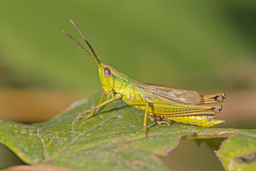 Chrysochraon dispar is a species belonging to the family Acrididae. Grasshopper (Chrysochraon dispar) male in its natural habitat.