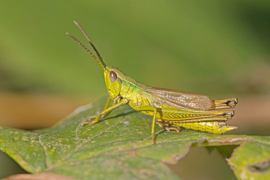 Chrysochraon dispar is a species belonging to the family Acrididae. Grasshopper (Chrysochraon dispar) male in its natural habitat.