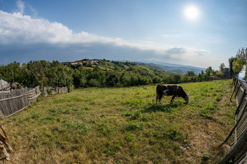 Fototapeta na wymiar Pasture near the town in Romanian Banat with cow in distance