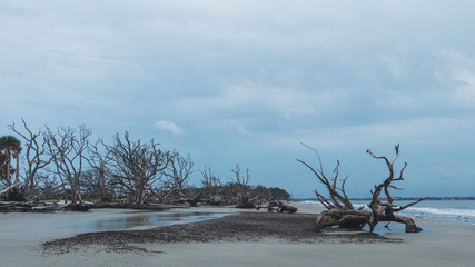Dead trees on a stormy morning on the shoreline of driftwood beach, Jekyll Island, Georgia.