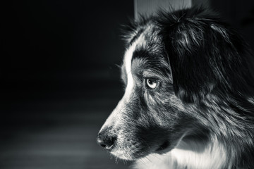 Australian Shepherd dog black and white big face