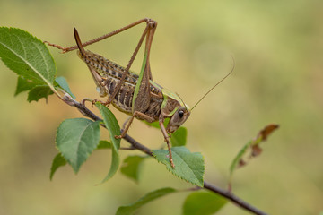 Female of The wart biter grasshopper Decticus verrucivorus in Romania