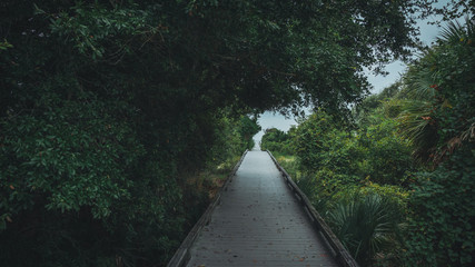 Tree lined path to the beach of Jekyll Island, Georgia.