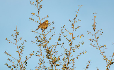 Emberiza calandra