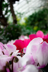 pink and white tulips