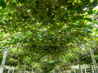 kiwi fruits at summer day