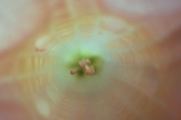 Inside of a flower
