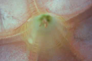 Inside of a flower