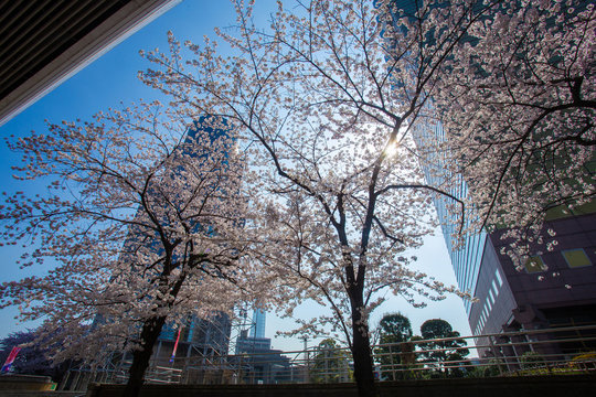 Sakura time!  End of March . Sumida - district  in Tokyo .Huge cherry trees
