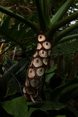 Tree with Texture 