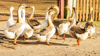 Domestic geese graze on the road behind houses