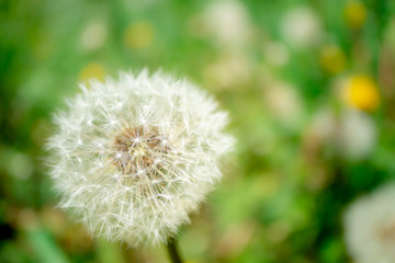 Dandelion flower with dandelion seeds in the green grass. Summer background. Flowering of dandelions landscape, spring, ecology, floral concept
