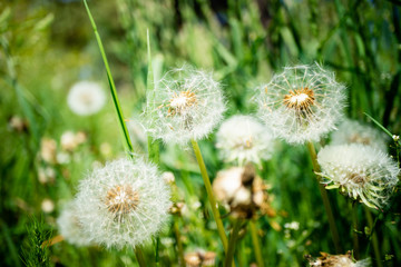 Dandelion flower with dandelion seeds in the green grass. Summer background. Flowering of dandelions landscape, spring, ecology, floral concept