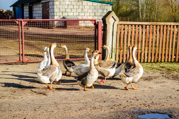 Domestic geese graze on the road behind houses