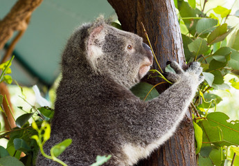 A cute koala relaxing on eucalyptus tree with green leafs at the Australian zoo © Olesia