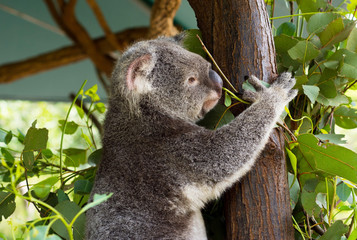 A cute koala relaxing on eucalyptus tree with green leafs at the Australian zoo