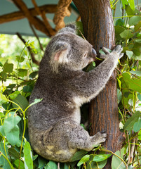 A cute koala relaxing on eucalyptus tree with green leafs at the Australian zoo