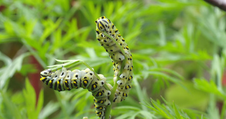 A black swallowtail, papilio polyxenes, caterpillar eating carrot top leaves in a garden