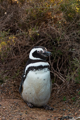Wild male magellanic penguin near its traditional nest on the ground at the Atlantic ocean shore at Argentina during spring