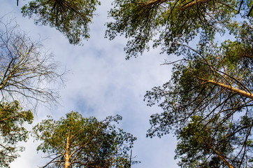 summer landscape of pine forest and sky