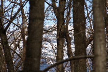  Wald mit Bergen im Hintergrund