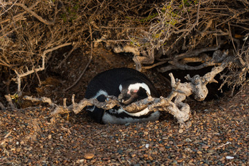 Wild male magellanic penguin sleeping in its traditional nest on the ground at the Atlantic ocean shore at Argentina during spring