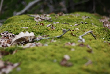  Moos im Wald, Schweiz