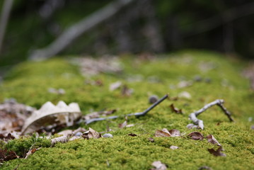 Moos auf den Steinen im Kastanienwald