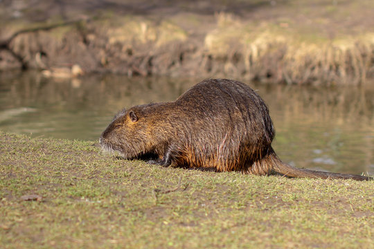 Nutria, Myocastor coypus or river rat the wild near the river