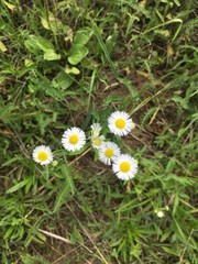 daisies in grass