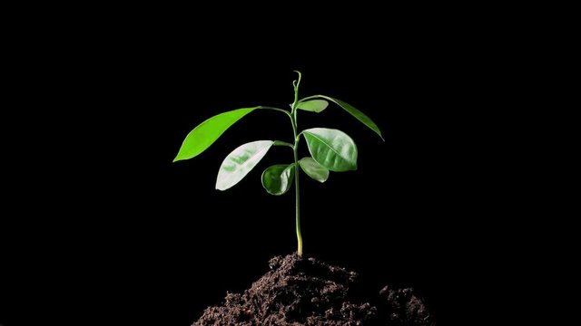 A green sprout growing out of the ground