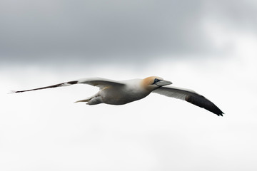 Flying gannet - large seabird with mainly white plumage
