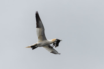 Flying gannet - large seabird with mainly white plumage