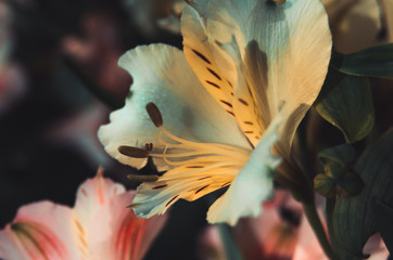 White and yellow alstroemeria flower in a bouquet