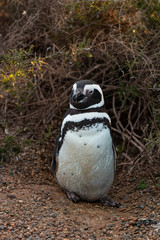 Wild male magellanic penguin near its traditional nest on the ground at the Atlantic ocean shore at Argentina during spring