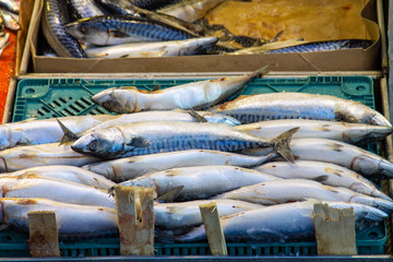 Fresh Atlantic mackerel fish at fish street market in the Turkish city of Kayseri