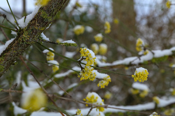 Small yellow bush flowers covered with snow