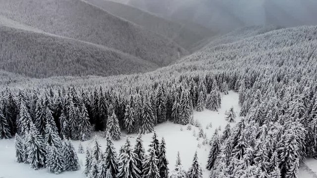 Drone aerial flying forwards above snow covered frozen pine forest revealing big winter mountain valley at dawn. Landscape nature background scene