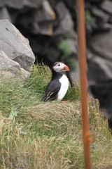 puffin on a rock