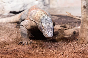 Obraz premium Komoran