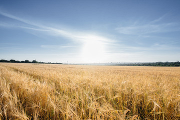 A large field of Mature wheat at sunset. Agricultural industry