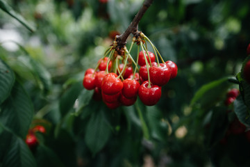 Ripe bunches of red cherries on the branches of a tree