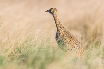 Tinamou in Pampas environment, Patagonia, Argentina