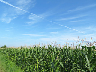 Naklejka premium Corn field against blue sky and white clouds. Young corn stalks with cobs, green plants, agricultural industry in summer 