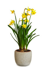 Potted Daffodils isolated on white background