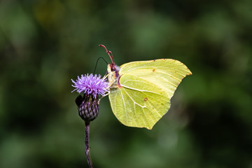 A Brimstone Butterfly sitting on a flower head
