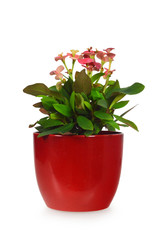 Christ thorn plant in pot isolated on white background