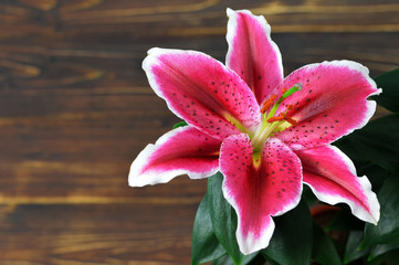 Lily flower on wooden background with copy space - obrazy, fototapety, plakaty